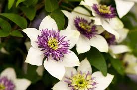 62 types of purple flowers proflowers blog. Grow Clematis How To Plant Care For The Queen Of Vines Garden Design