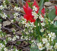 Creeping Western Sand Cherry Prunus Besseyi Pawnee Buttes Creeping Western Sand Cherry Is The Low Grow Plants Water Wise Landscaping Low Water Gardening