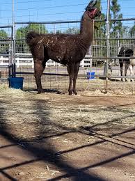 Profile for Black Mountain Pack Llamas