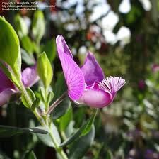 Image result for Polygala schinziana