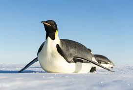 Pinguim-imperador - Fatos, dieta, habitat e fotos em Animalia.bio