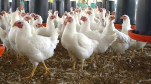 La gripe aviar sigue presente en chile y deberán sacrificar a 35.000 aves de un criadero. Gripe Aviar Alerta En Europa Por Nuevos Brotes De Una Cepa Mas Peligrosa Que La De Hace 10 Anos As Com
