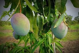 ↑ 1 2 mango (неопр.). 21 Best Mango Varieties For Mango Lovers Mango Varieties Different Types Of Mangoes Mango