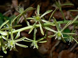 Image result for Ornithogalum flexuosum