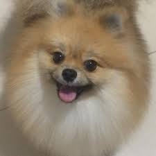 Check spelling or type a new query. Pomeranian Breeder Dubai Home Facebook