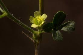 Image result for Hibiscus sidiformis