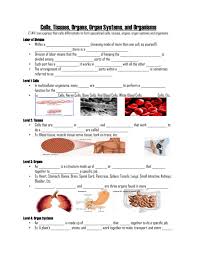 In plant cultures, a morphogenetic response to a stimulus that results in the production of organs, embryos or whole plants. Cells Tissues Organs Organ Systems And Organisms