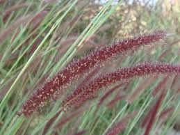 Image result for Cenchrus polystachios