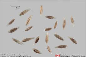 Image result for Agrostis