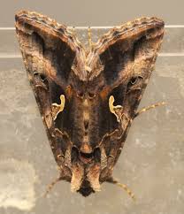 Image result for Autographa gamma