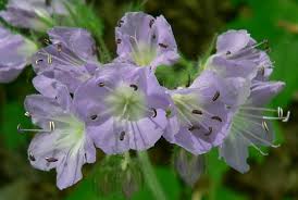 Image result for Hydrophyllaceae