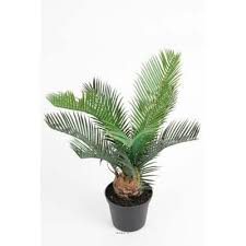 Le cyca se constitue d'un stipe, sorte de tronc au sommet duquel on trouve des longues palmes vertes très découpées. Cycas Revoluta Cdiscount