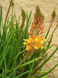 Maybe you would like to learn more about one of these? Shrubby Bulbine I Had Some Of This And It Was Sold As Tangerine Something Or Another Would Work Well In A Border Plants Backyard Plants Pretty Plants