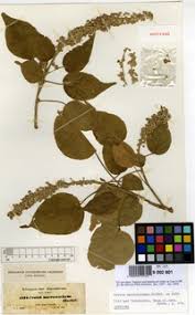 Image result for Croton macrostachyus