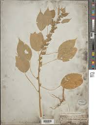 Image result for Acalypha caperonioides