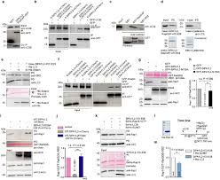 At his own shows he keeps the audience going, no matter how small the crowd. Sipa1l2 Controls Trafficking And Signaling Of Trkb Containing Amphisomes At Presynaptic Terminals Biorxiv