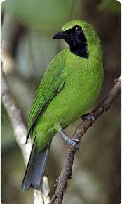 Pin By Anastasia Therman On Espiritualidade Beautiful Birds Pet Birds Most Beautiful Birds