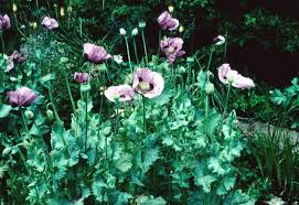 Image result for Papaver somniferum White Cloud