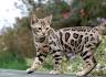 Bengal Breeders - The International Cat Association