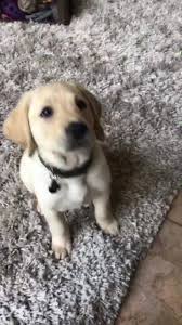 Check spelling or type a new query. Lab Puppies For Sale Texas Home Facebook