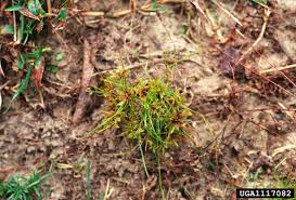 Image result for Cyperus cuspidatus