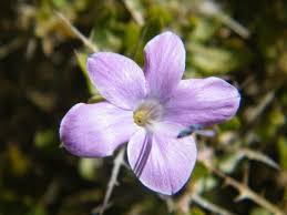 Image result for Barleria rigida