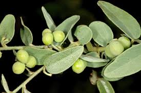 Image result for Cocculus hirsutus