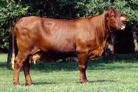 Daily weight gains of santa gertrudis bulls is regularly monitored at more than 1.5kg per day. Santa Gertrudis Characteristics Novocom Top