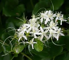 We did not find results for: Seinet Portal Network Clematis Terniflora
