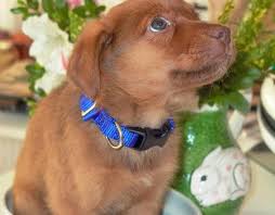 Keeper The Golden Retriever Vizsla Mix As A Puppy The Adventures Of Accordion Guy In The 21st Century