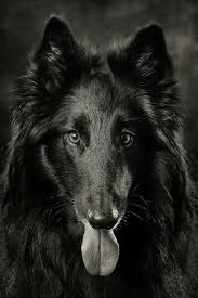 We did not find results for: Belgian Groenendael Belgian Sheepdog Belgian Shepherd Animals Black And White
