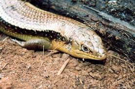 Can you confirm these amateur observations of bellatorias frerei? Bellatorias Frerei The Reptile Database