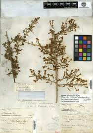 Image result for Lycium mascarenense