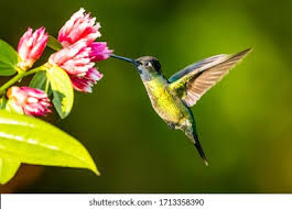 Maybe you would like to learn more about one of these? Burung Burung Kelicap Muat Turun Kertas Dinding Hd