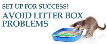 A litter box is essential if you have an indoor feline friend, but it can be hard to decide which one is the best choice. Adopt A Cat Adoption Handouts Videos Safe Haven For Cats