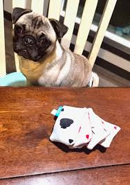 Choco the Macho Chihuahua