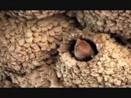 Birds That Make Mud Nests On Houses See Ababeel Birds Killed Elephant Army Of Abrahah Al Ashram Who Wanted To Destroy The Kabah At Makkah Mud House Birds Pet Birds