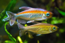 Any of numerous species of small south american freshwater fish of the family characidae, popular in home aquariums. Congo Tetra Phenacogrammus Interruptus Care Guide Aquariadise