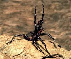 Image result for Arachniodes webbiana