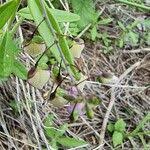Image result for Polygala sphenoptera