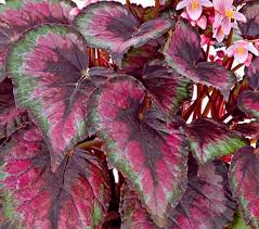 We did not find results for: Annuals For Part To Full Shade Beyond Impatiens And Petunias U Of I Extension