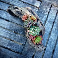 Growing cactus from seeds and cuttings. Pin On Succulents Cacti