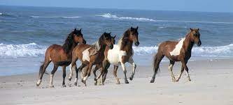 Assateague S Wild Horses Assateague Island National Seashore U S National Park Service