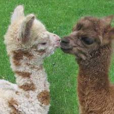 A To Z Alpacas Canadian Commercial Alpaca Farm And Boutique Animals Beautiful Baby Animals Cute Alpaca