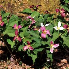 We did not find results for: Native Plant Gardening Guide Elisabeth C Miller Library