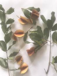 Image result for Combretum hereroense