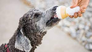 Plain vanilla is a safe bet. Can Dogs Eat Ice Cream