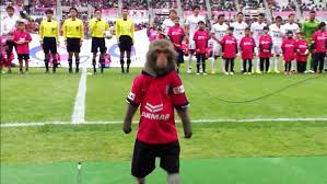 1,002,564 likes · 171 talking about this. Japanese Soccer Club Criticized For Using Monkey In Kick Off Cgtn