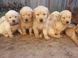 Buy and sell golden retriever to buy on animals sale page: Litter Of 9 Golden Retriever Puppies For Sale In Katy Tx Adn 30073 On Puppyfinder Com Gender Male S And Fe Golden Retriever Golden Retriever Litter Puppies