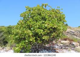 Image result for Guettarda